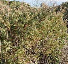 Leucadendron galpinii