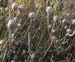 Leucadendron galpinii