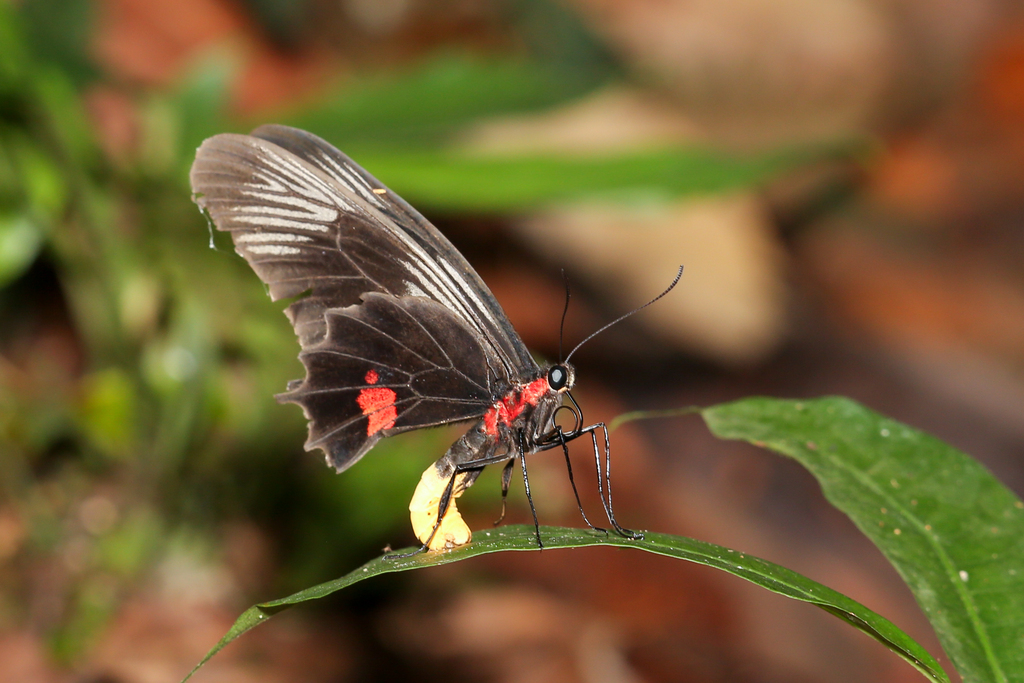 Yellow-bodied Clubtail