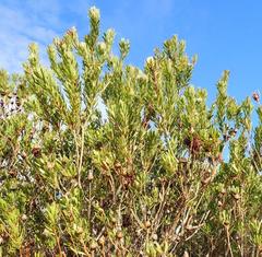 Protea lanceolata