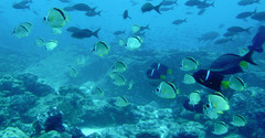 Holacanthus passer