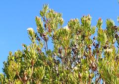 Protea lanceolata