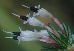 Erica fuscescens