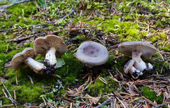 Lactarius hibbardiae