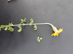 Adenophyllum speciosum