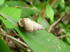Parachondria