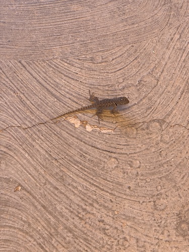 iNaturalist observation photo of Desert Spiny Lizard