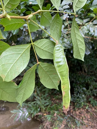 Inga flagelliformis observed 2023-08-16