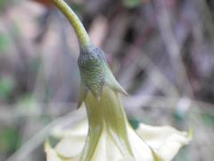 Ipomoea obscura obscura