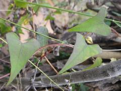 Ipomoea obscura obscura