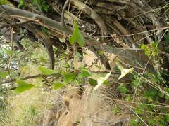 Ipomoea obscura obscura