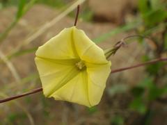 Ipomoea obscura obscura