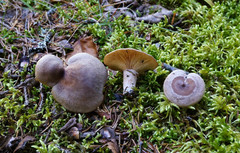 Lactarius hibbardiae