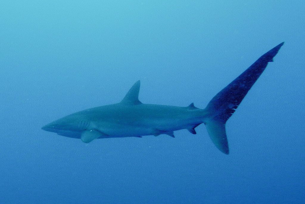 Photo of Silky shark (Carcharhinus falciformis)