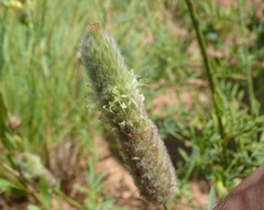 Dalea cylindriceps