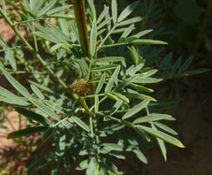 Dalea cylindriceps