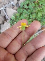 Perityle lobata