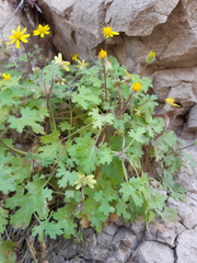 Perityle lobata