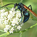 Thisbe's Tarantula-hawk Wasp - Photo (c) Steven Mlodinow, some rights reserved (CC BY-NC), uploaded by Steven Mlodinow