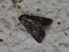 Condica albigera