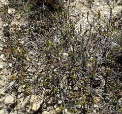 Phylica parviflora