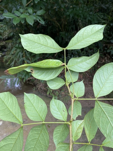 Inga flagelliformis in life