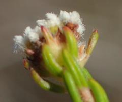 Phylica parviflora