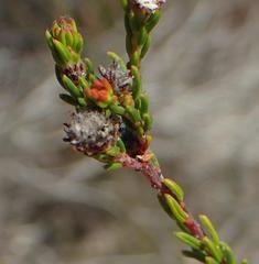 Phylica parviflora