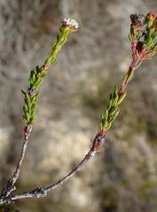 Phylica parviflora