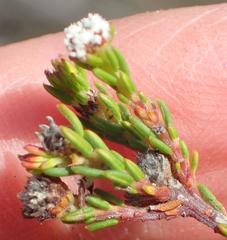 Phylica parviflora