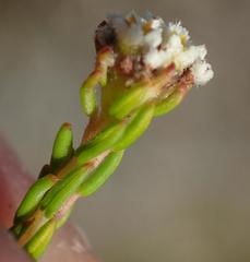 Phylica parviflora
