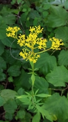 Patrinia scabiosifolia, photograph Tatyana Petrenko, CC BY, iNaturalist via GBIF
