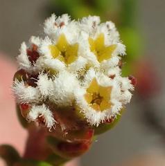 Phylica parviflora