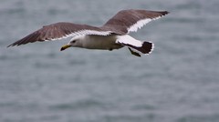 Larus crassirostris