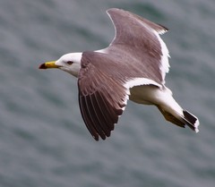 Larus crassirostris