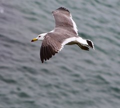Larus crassirostris