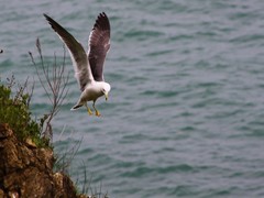 Larus crassirostris