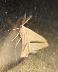 Chlorerythra rubriplaga