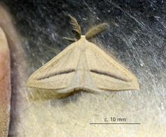 Chlorerythra rubriplaga