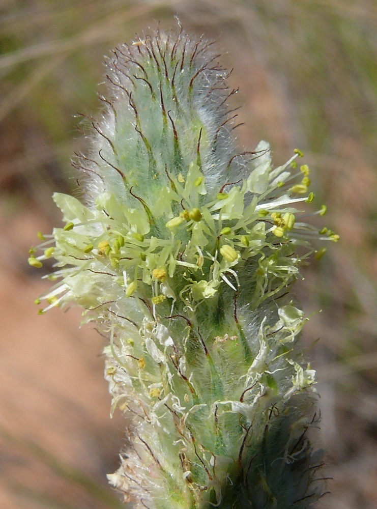 Dalea cylindriceps