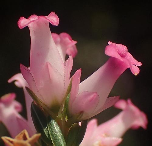 Image of Erica steinbergiana by (c) Nicola van Berkel, some rights reserved (CC BY-SA)