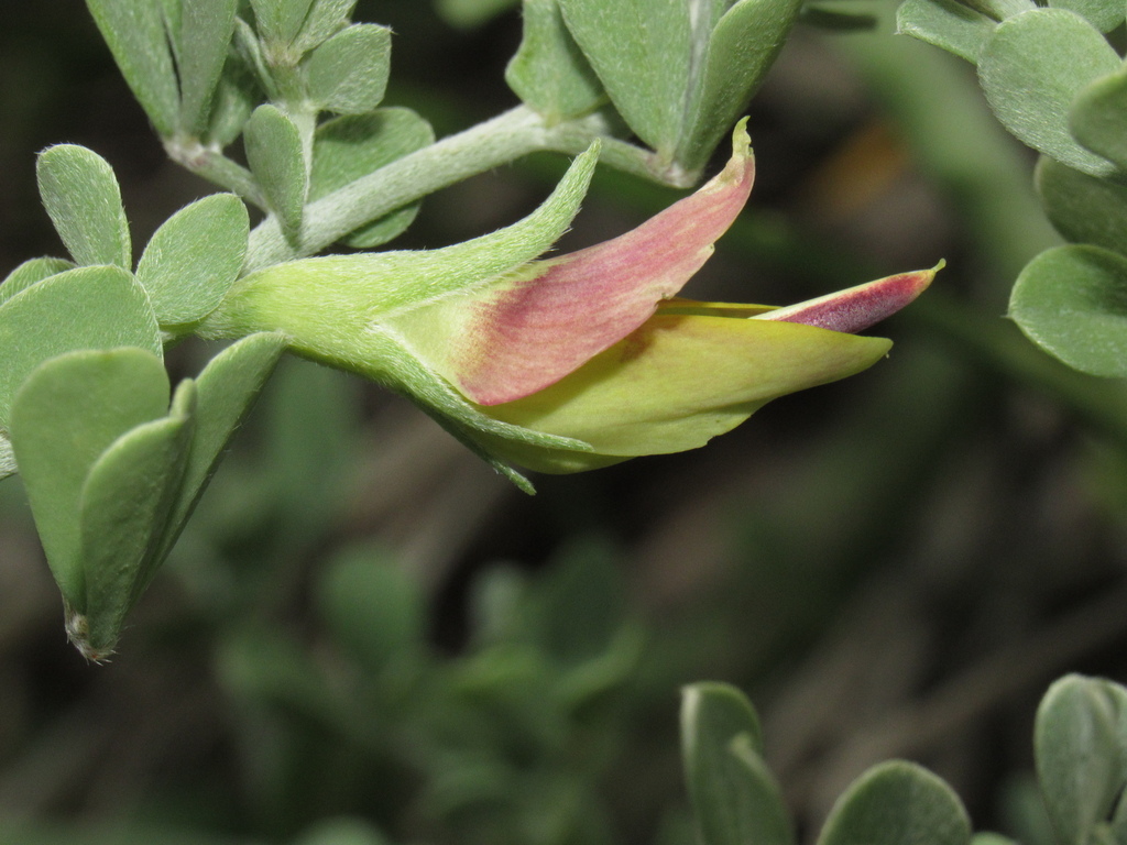 Lotus azoricus