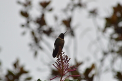 Heliangelus amethysticollis