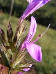 Dicliptera clinopodia