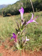 Dicliptera clinopodia