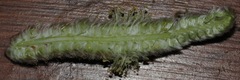 Dalea cylindriceps