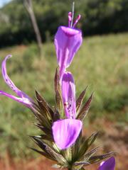 Dicliptera clinopodia