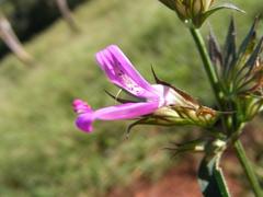 Dicliptera clinopodia