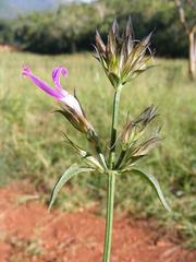 Dicliptera clinopodia