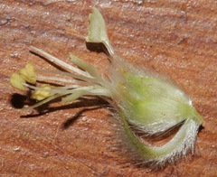 Dalea cylindriceps